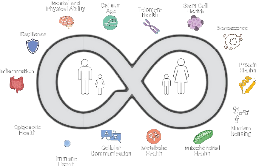 The fourteen hallmarks of aging measured by BeyondAge, arranged around an infinity loop: mental and physical ability, cellular age, telomere health, stem cell health, senescence, protein health, nutrient sensing, mitochondrial health, metabolic health, cellular communication, immune health, epigenetic health, inflammation, and resilience.